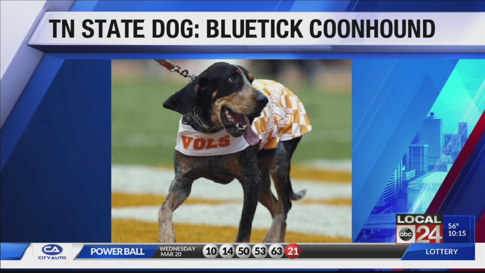 The Bluetick Coonhound Is Officially Tennessee’s State Dog