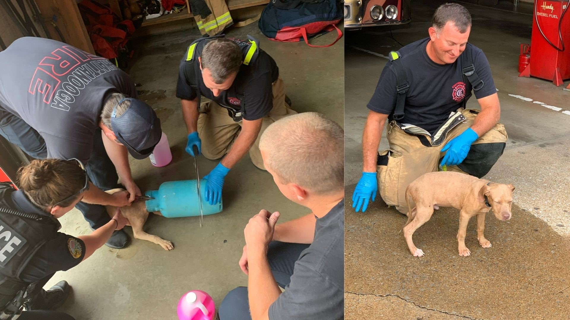 Firefighters safely rescue puppy whose head was stuck in botttle ...