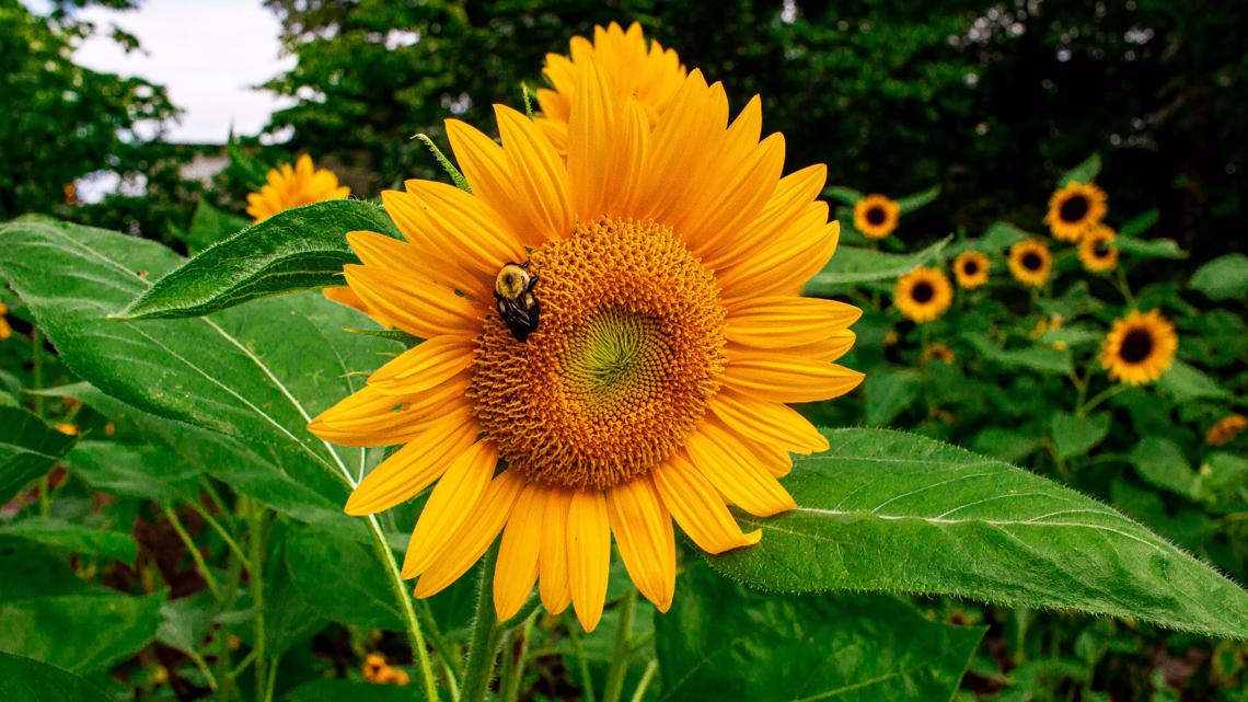 Sunflower garden exhibit opens at Memphis Museum