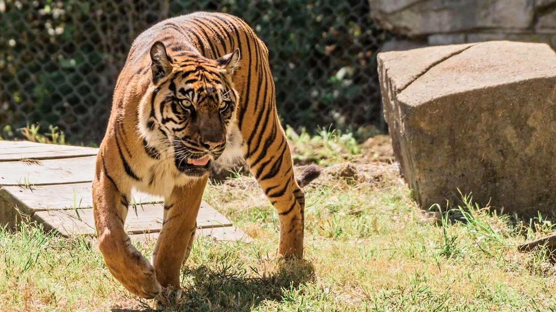 Memphis Zoo announces poll to name Sumatran tiger cubs