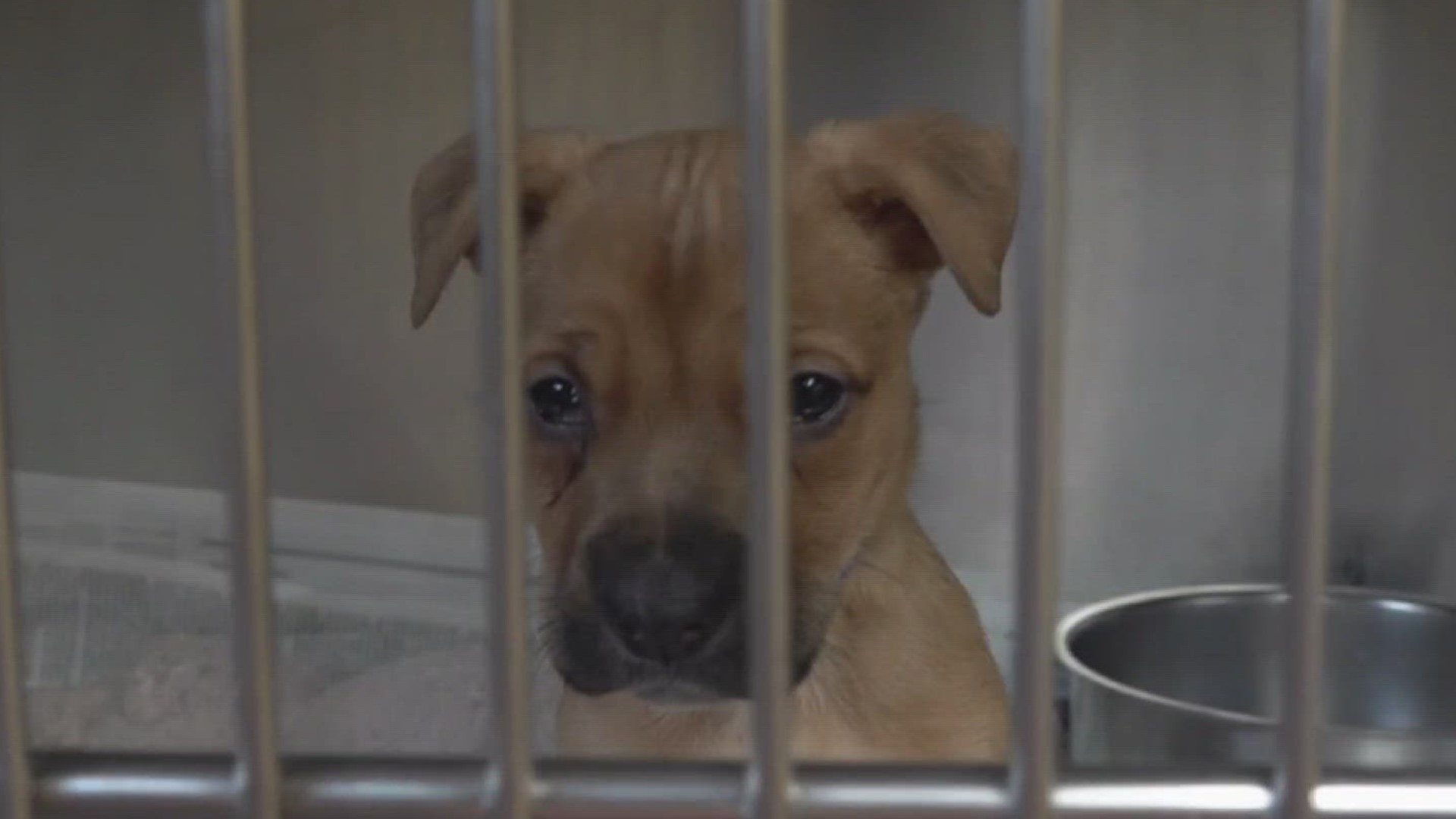 “They will still put a dog down when there are empty kennels available," one shelter volunteer said.
