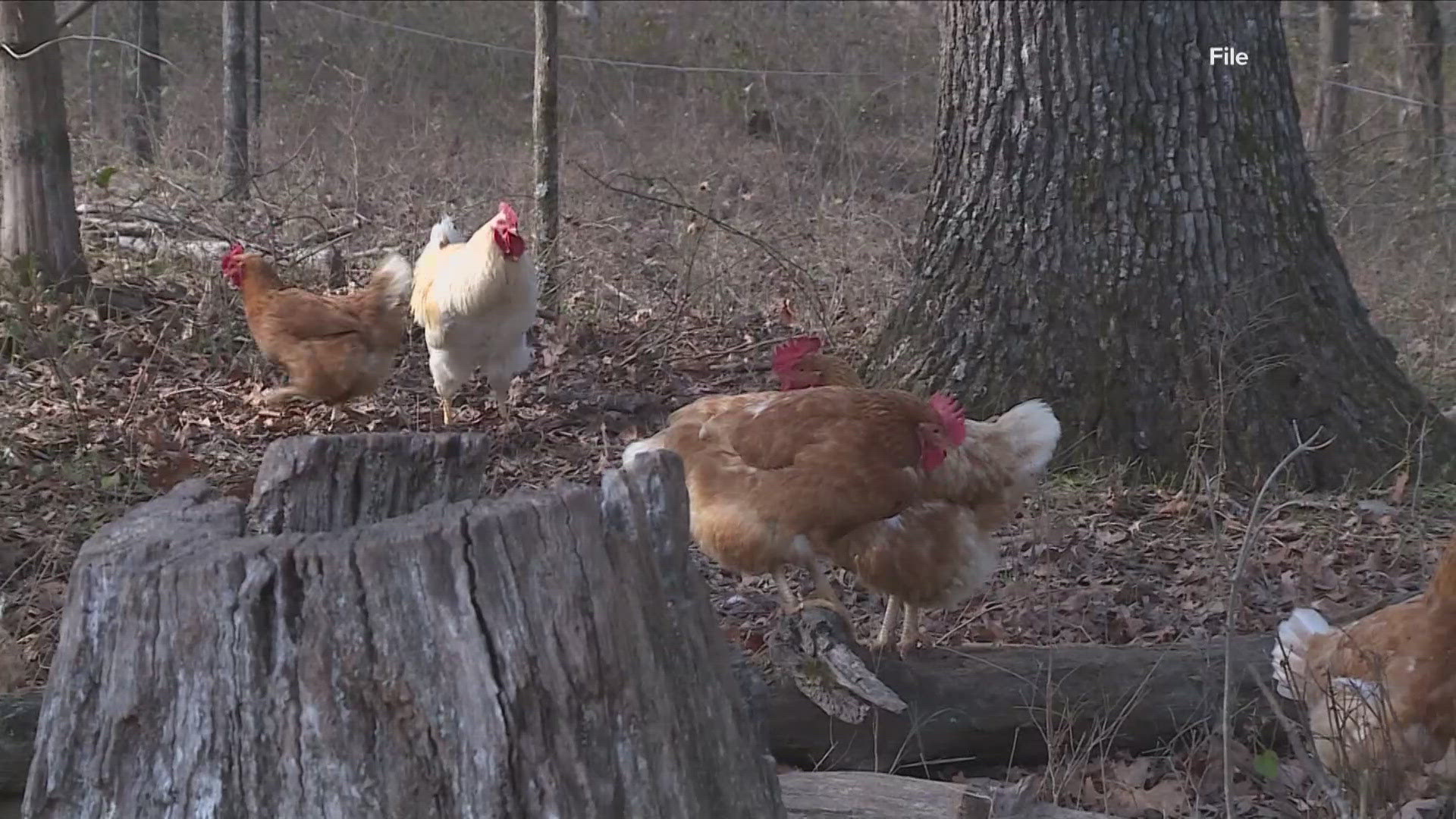 The Arkansas Game and Fish Commission has asked for waterfowl hunters who are headed to the field to keep an eye out for any sick or dead birds.