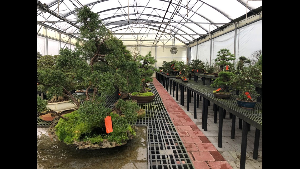 A look at the top importer, grower of bonsais in Olive Branch - Vimarsana News