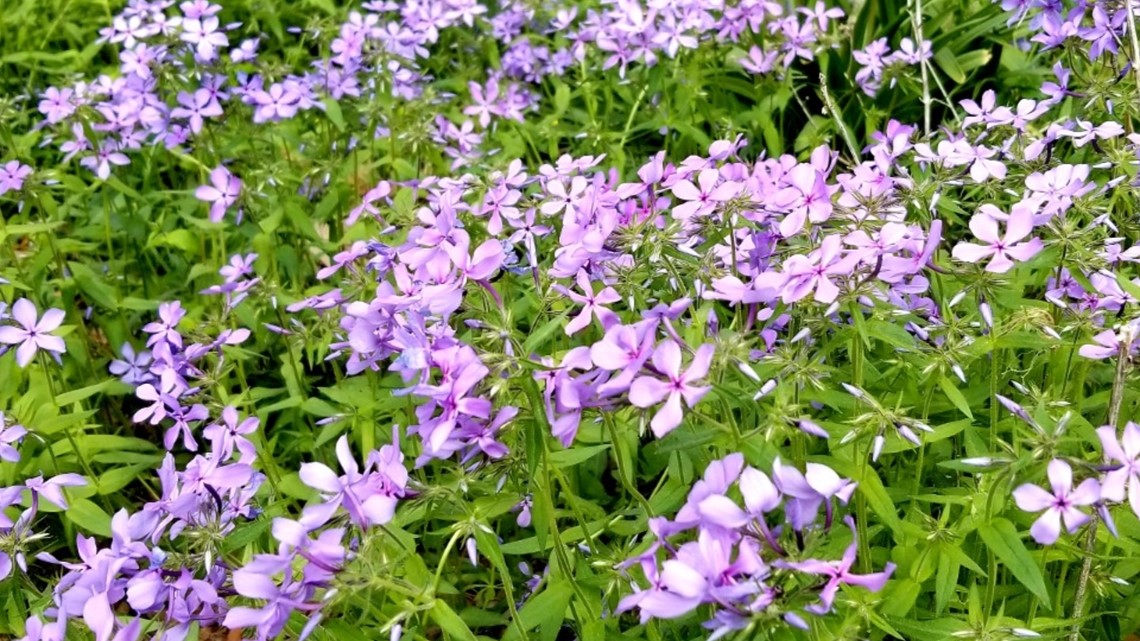 Memphis Botanic Garden: Spring Ephemerals, Woodland Wildflowers ...