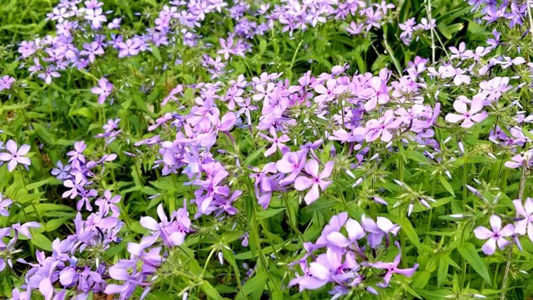 Memphis Botanic Garden to hold new pop-up sale for Spring Ephemerals and Woodland Wildflowers