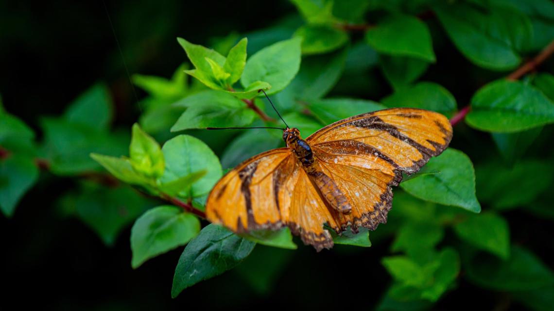 Butterfly exhibit reopens at the Memphis Zoo