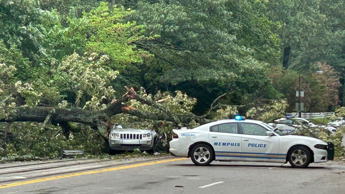 Tree falls on car in East Memphis, injures one | localmemphis.com