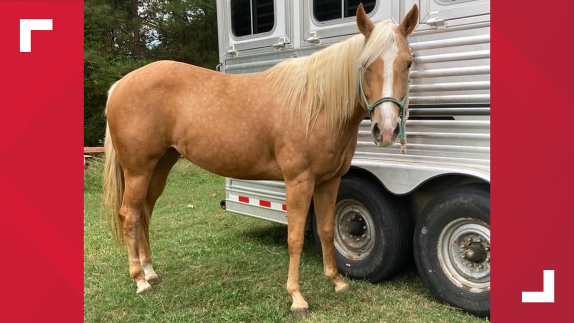 Horse missing after weekend competition at Agricenter - Vimarsana News
