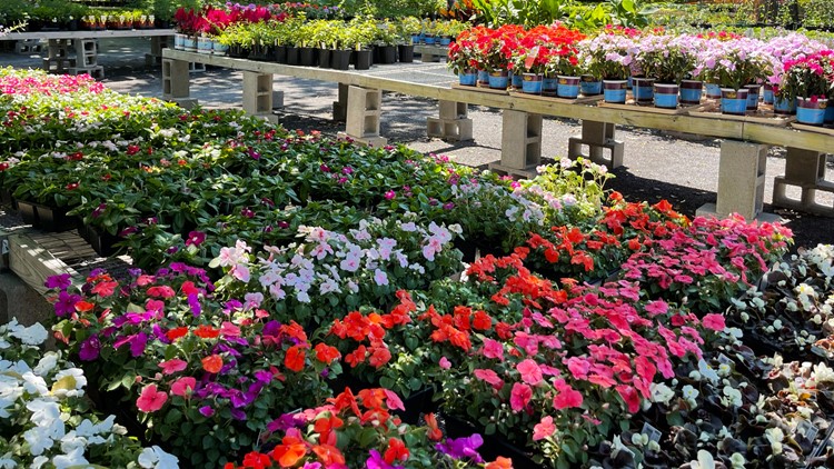Want to freshen up your garden or yard for spring? Memphis Botanic Garden can help during Spring Plant Sale