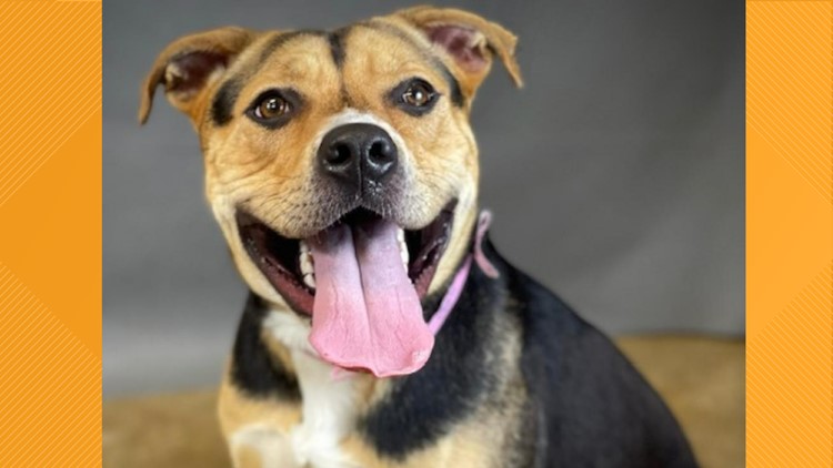 Memphis Animal Services needs 40 dogs adopted as soon as possible | How you can adopt one for $20 this week