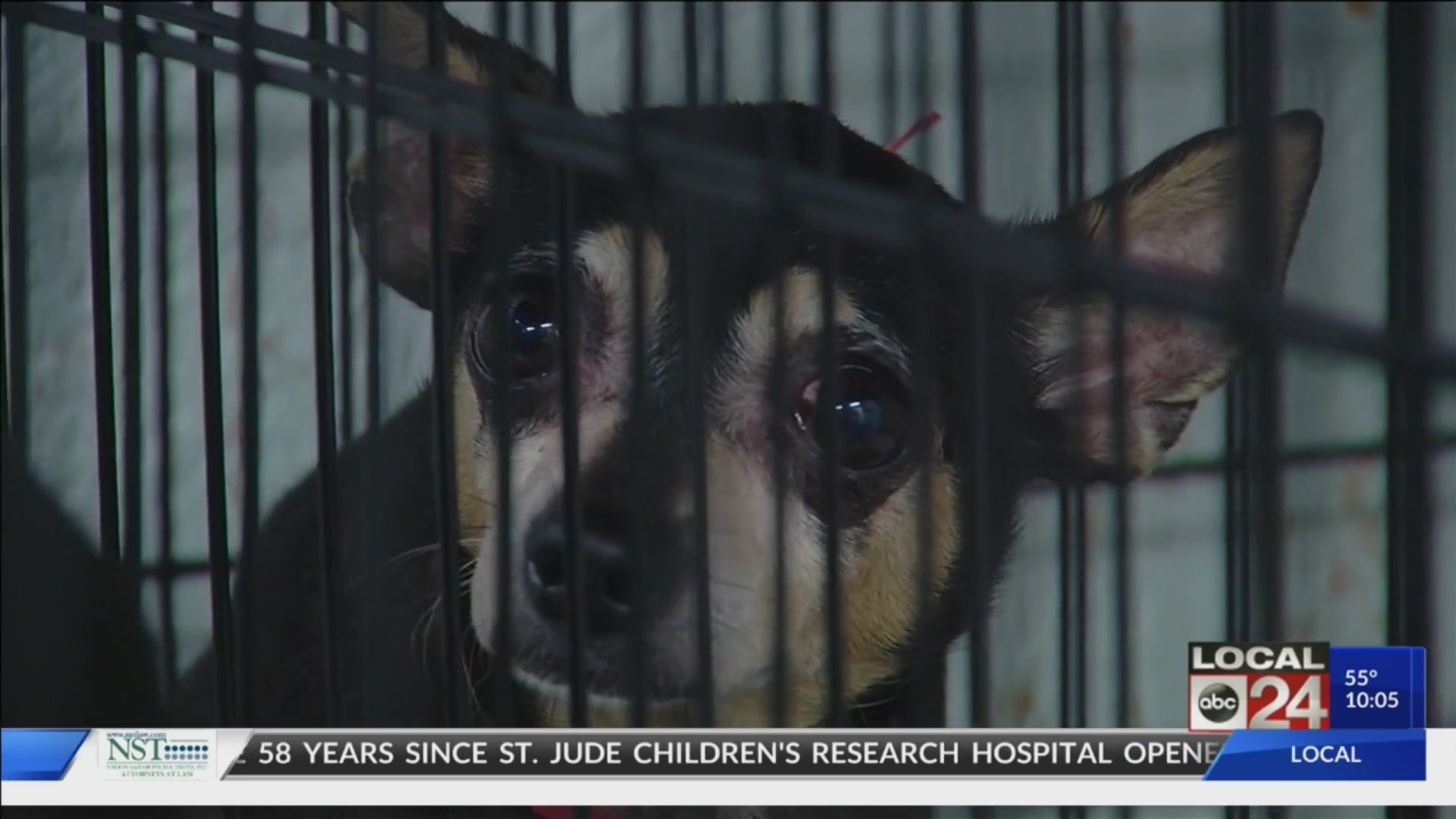 Nearly 100 dogs are being nursed back to health after being rescued from  puppy mill 