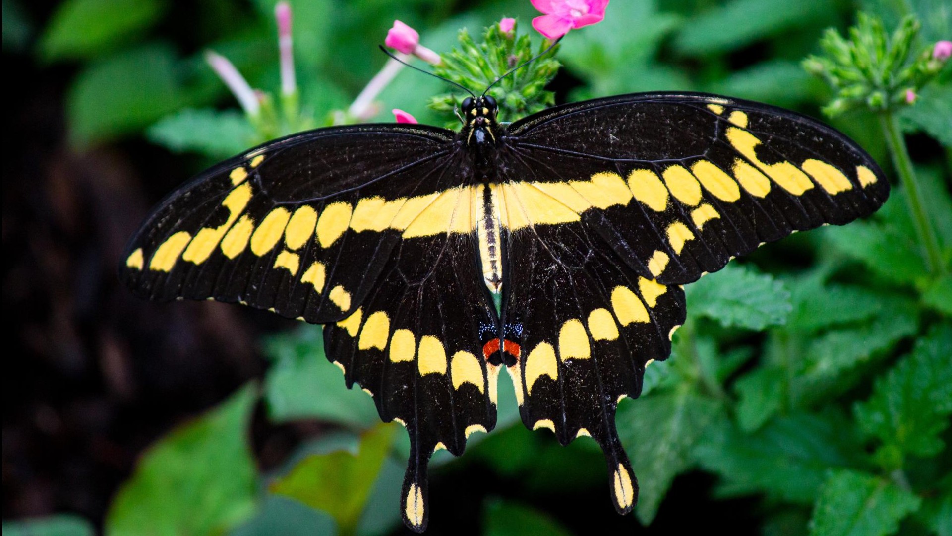 Whether families decide to trek to the Zoo through Memorial Day weekend or wait until free Tuesdays, the Metamorphosis butterfly exhibit is now open.