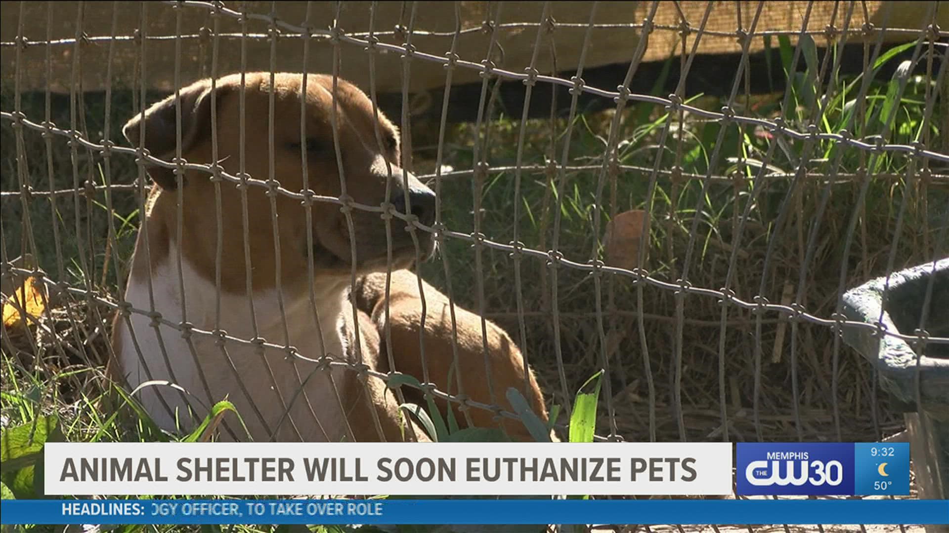 The shelter was built to hold 40 dogs, but they recently have been averaging 80 dogs a day.