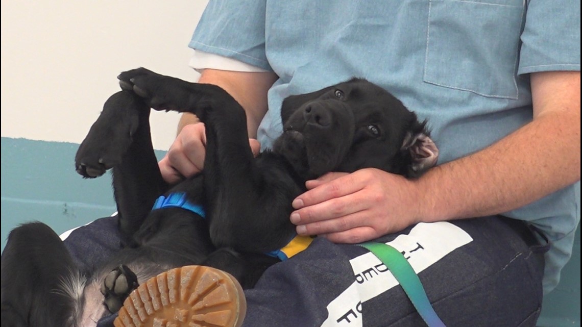 Hardeman County inmates train service dogs - Vimarsana News