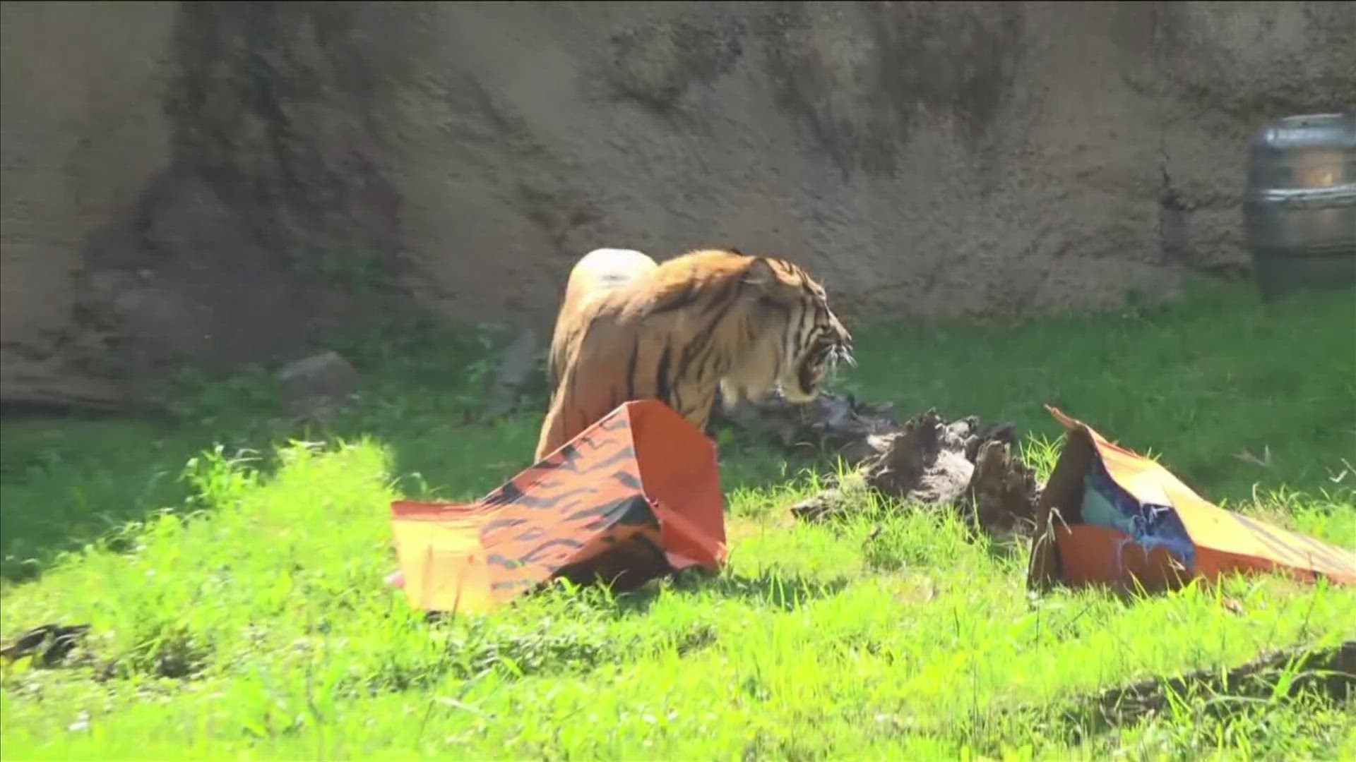 Memphis Zoo welcomes two new Sumatran tigers cubs