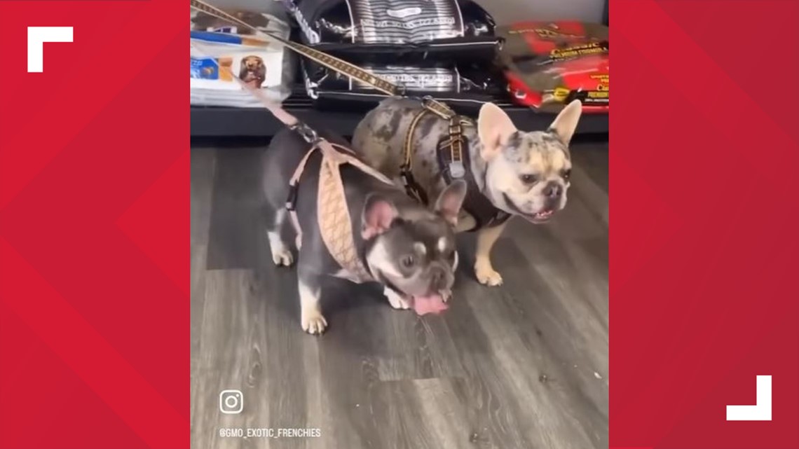 MPD: suspects wanted for stealing two French Bulldogs at gunpoint - Vimarsana News