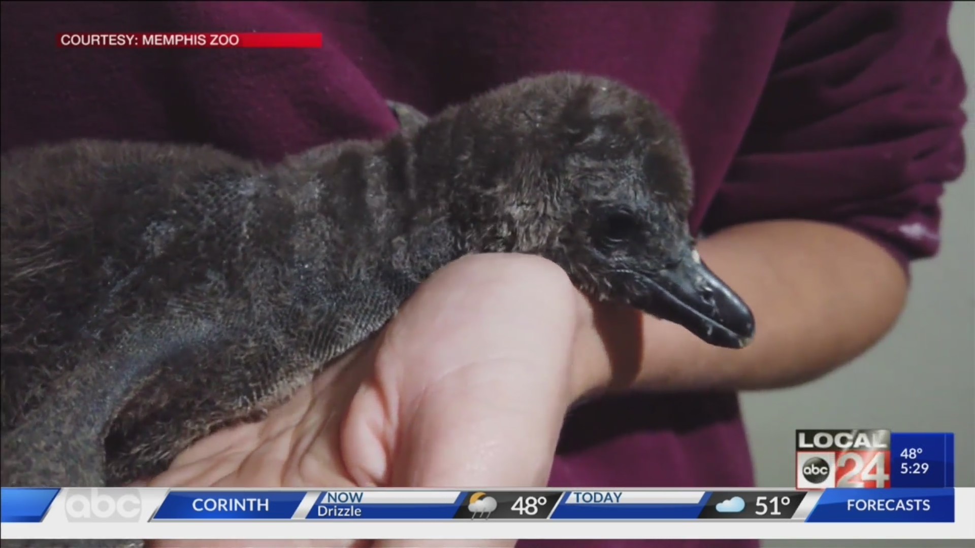 CUTE! Memphis Zoo announces birth of African penguin chicks