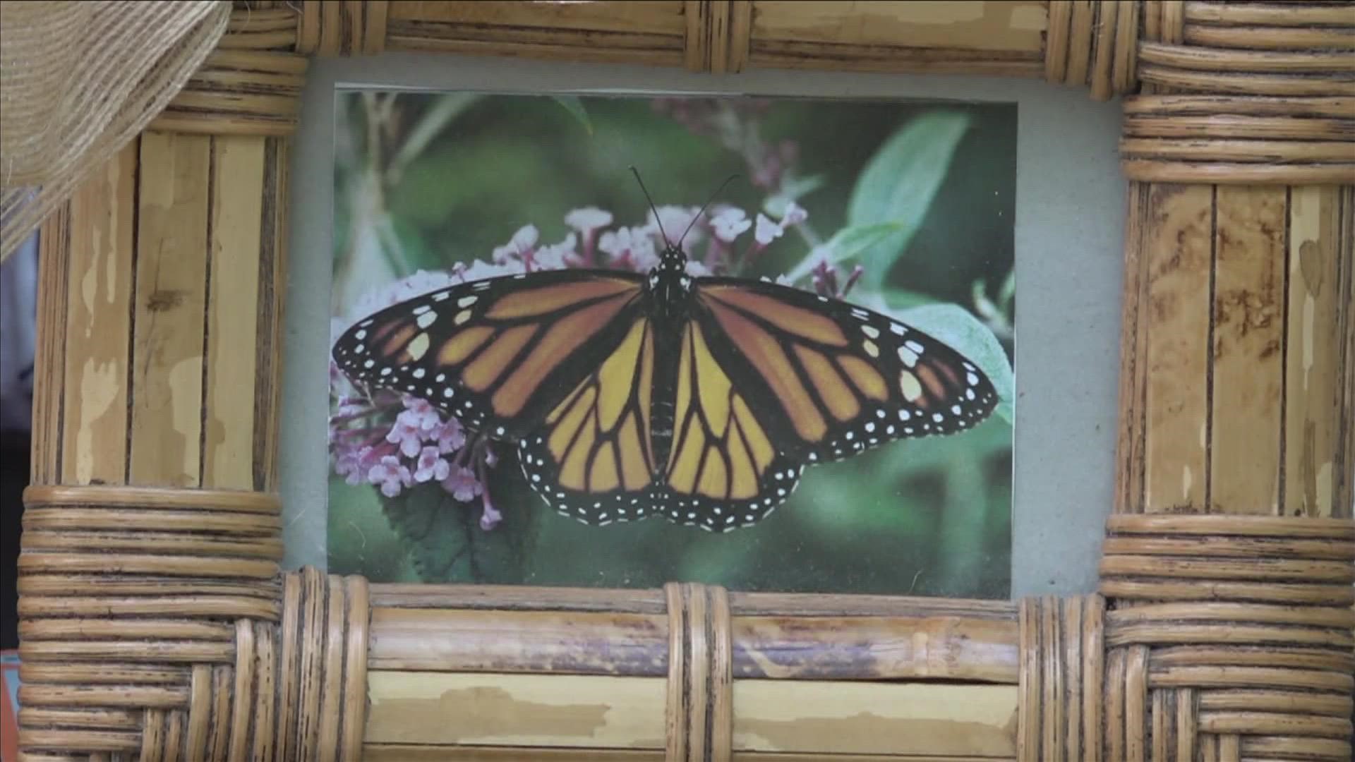 Mississippi Wildlife Rehabilitation held an event at ARK Trails in Hernando called ‘Mississippi for the Monarch,’ aimed at helping monarch butterflies.