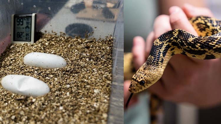 Memphis Zoo 'snake factory' transplants slither into their new home in Louisiana