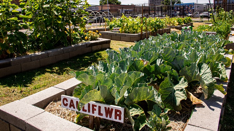 New community garden and green space opens in Midtown Memphis