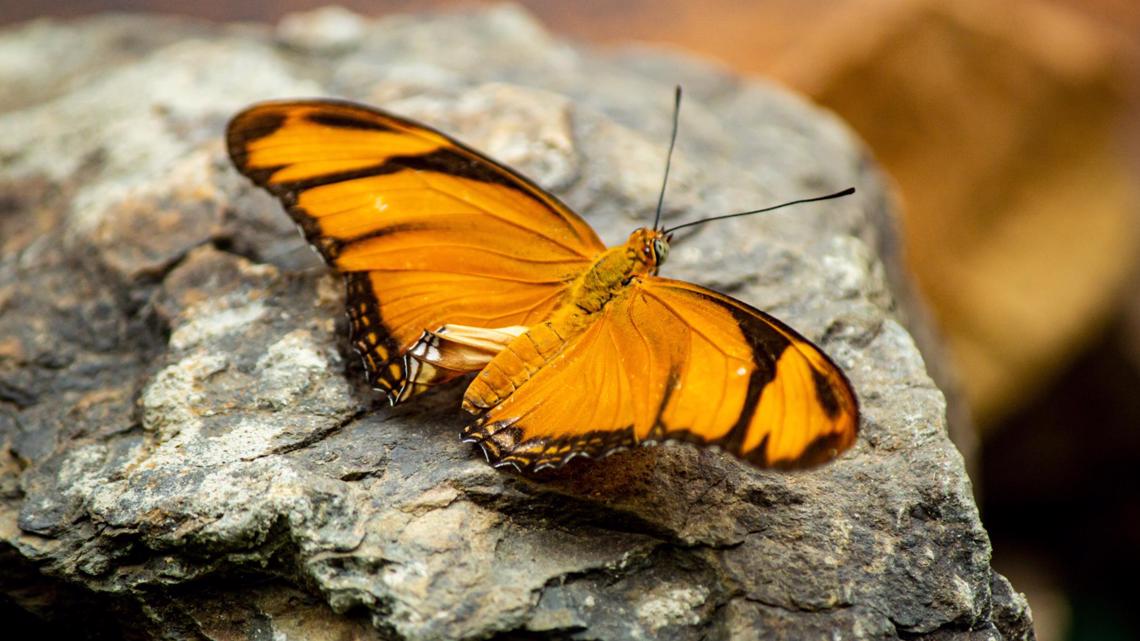 Butterfly exhibit reopens at the Memphis Zoo