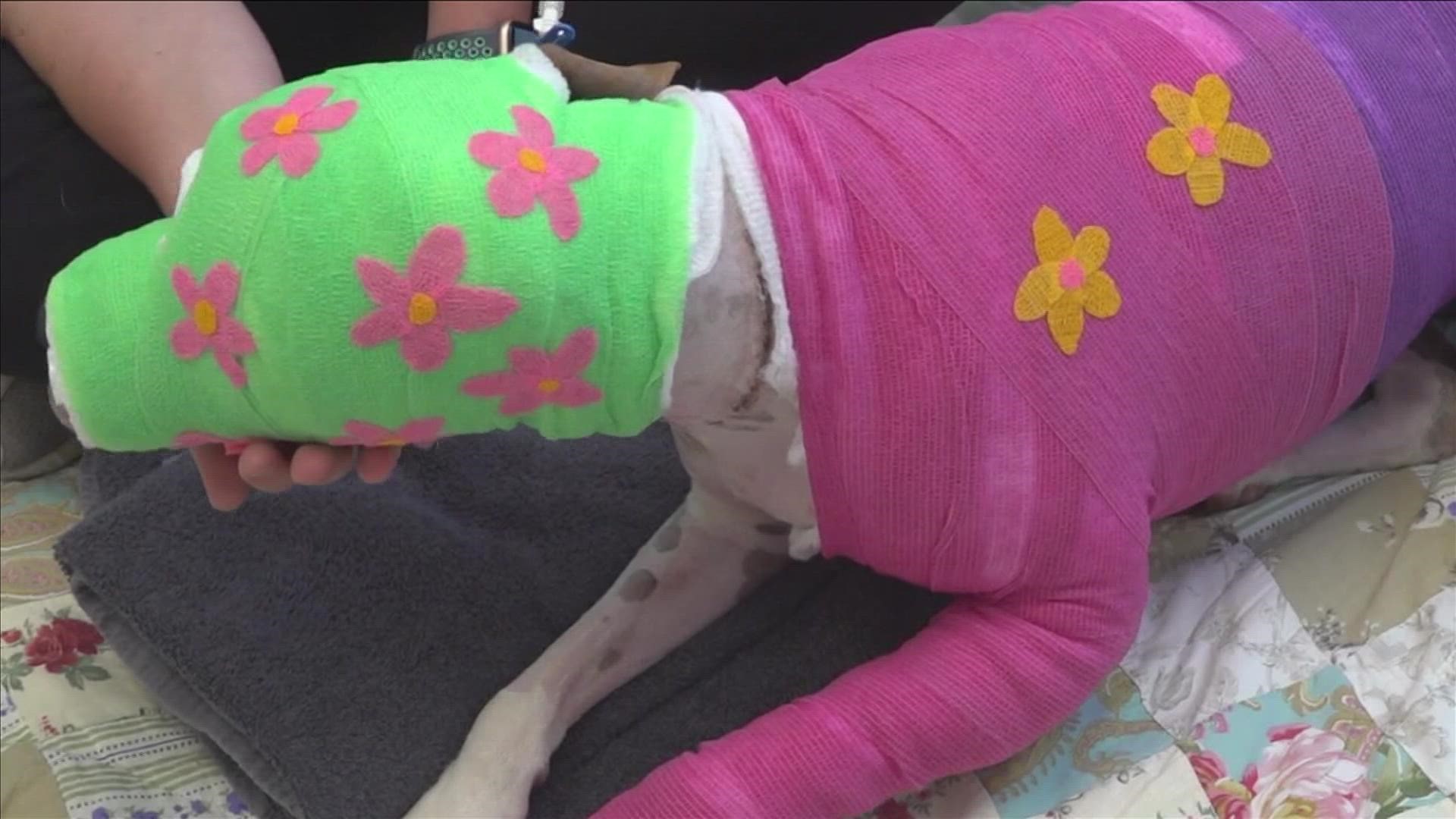 The dog is being treated and cared for after investigators said she had been doused with gasoline and set on fire.