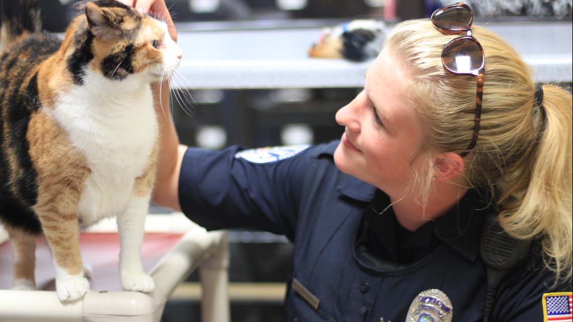 100 cats and 7 dogs in Memphis are flying to safety