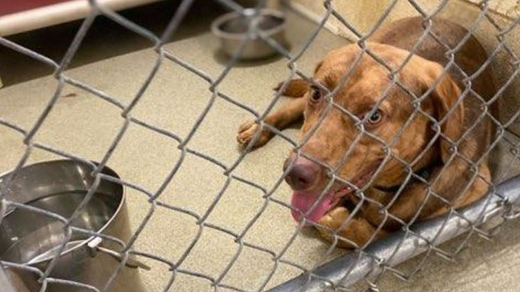 Amid sweltering heat, a Mid-South animal shelter is asking for help to buy A/C unit for their kennel, which lacks one