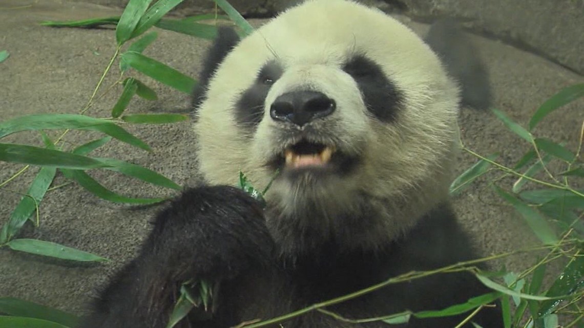 Former zookeeper shares insight into pandas leaving Memphis