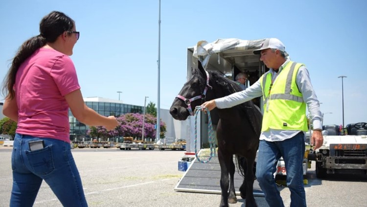 Pony Express | Family 'FedEx-es' pony from California to Memphis to become therapy horse