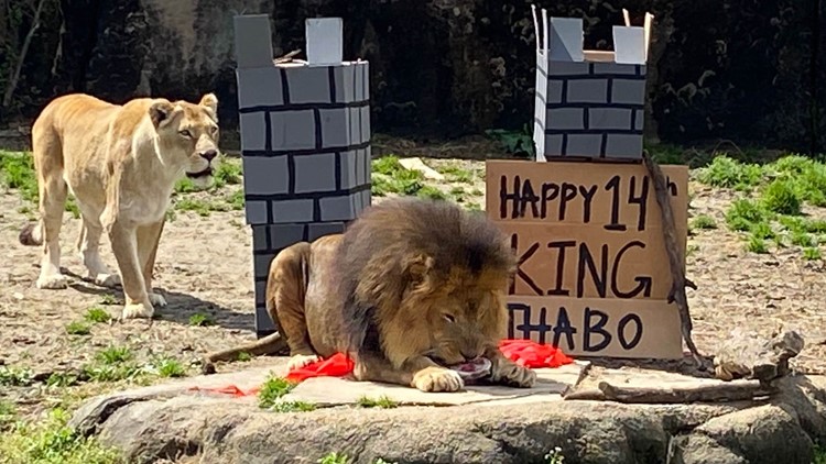 It was a Happy 14th Birthday celebration for Memphis Zoo's Thabo