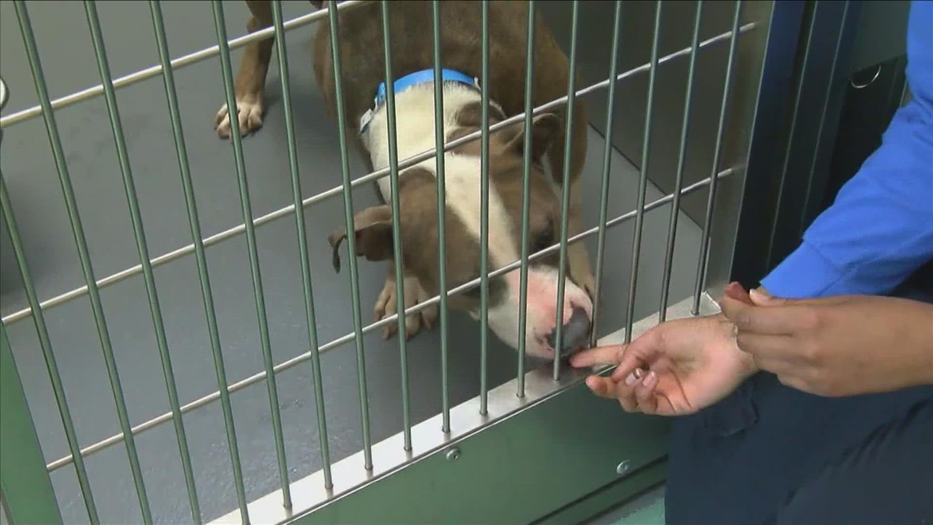 Reaching 'critical capacity,' Memphis Animal Shelter is asking Memphians to adopt, or just foster, one of the 40 dogs they are trying to find homes for.