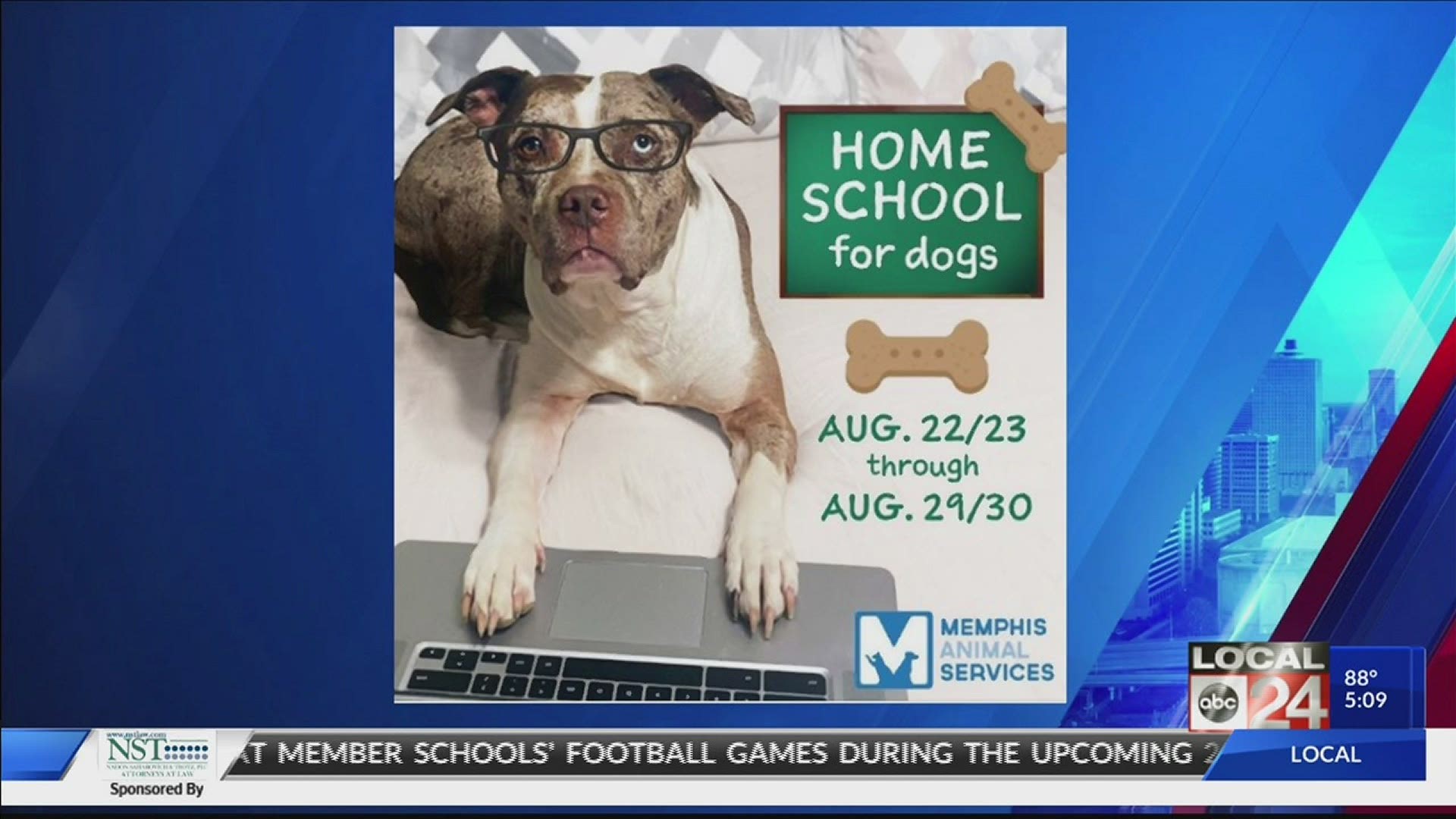 MAS is looking for families who can take in a shelter dog for a week to help them socialize.