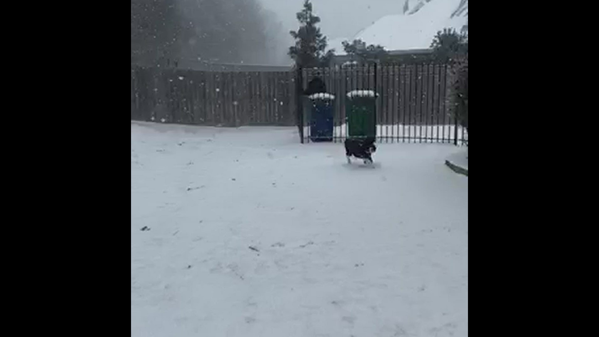 Duke, the English Springer Spaniel, first time to play in snow and he loves it!