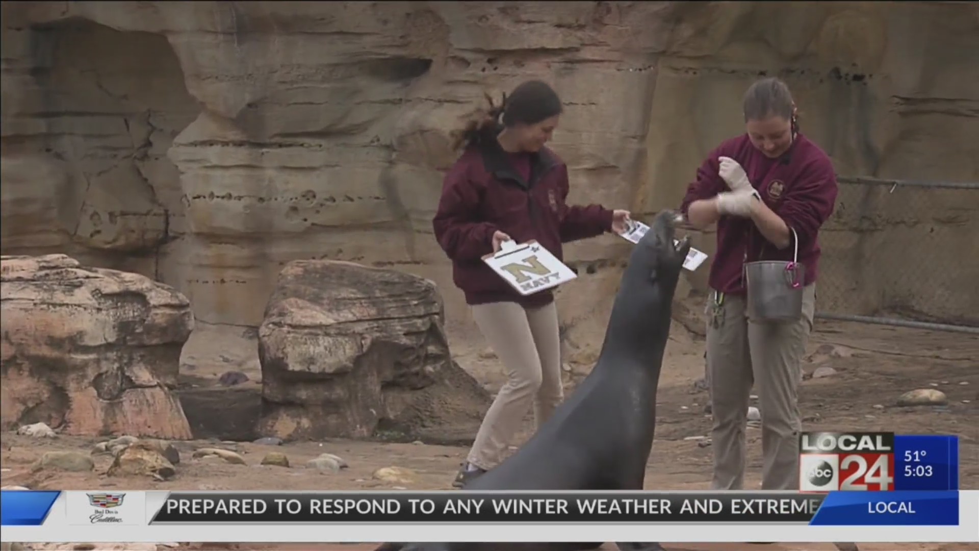 Teva the Sea Lion at Memphis Zoo picks Navy to win 61st AutoZone Liberty Bowl