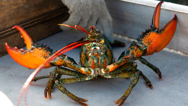 Whole Foods pulls lobster from stores due to fishing industry concerns