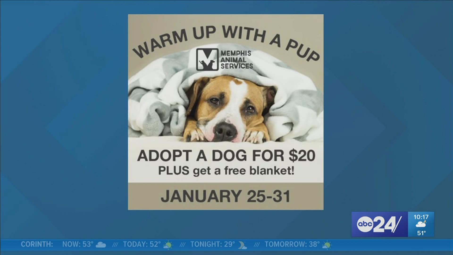 For just $20, you can get a dog and blanket in Memphis 