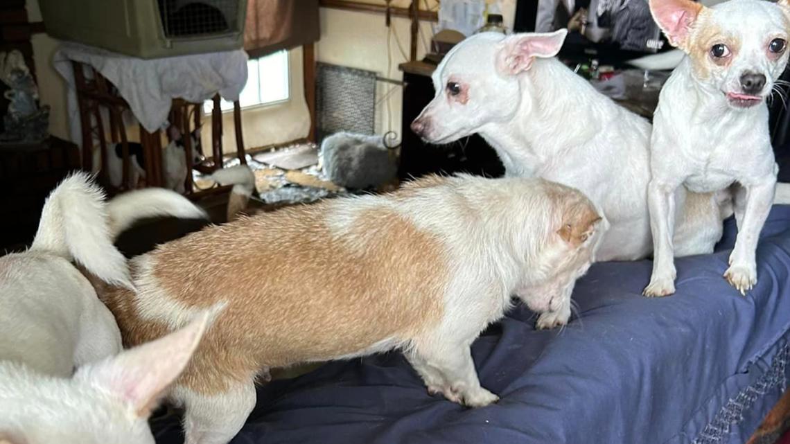 West Memphis Animal Shelter takes in dozens more animals | localmemphis.com