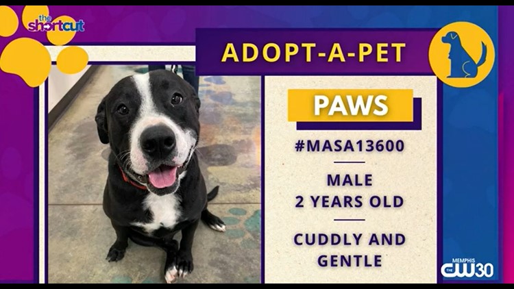 Meet Paws from Memphis Animal Services and other news!