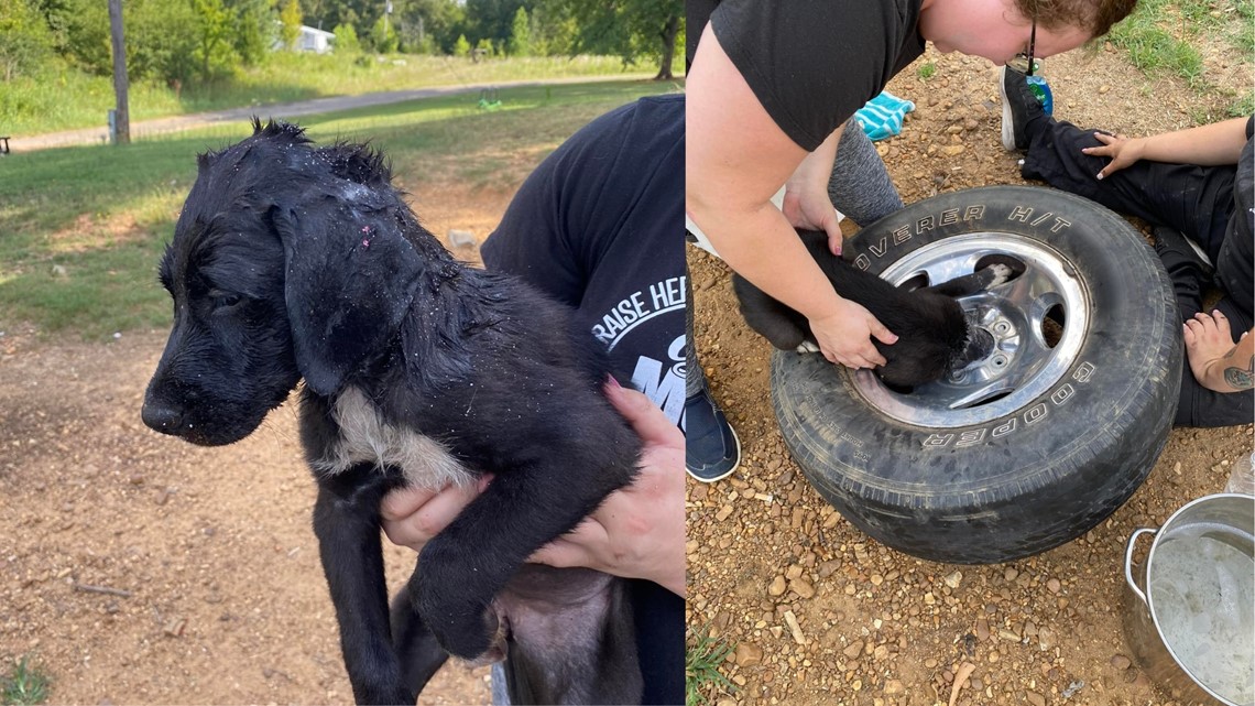 TN firefighters rescue puppy that got its head stuck in wheel ...