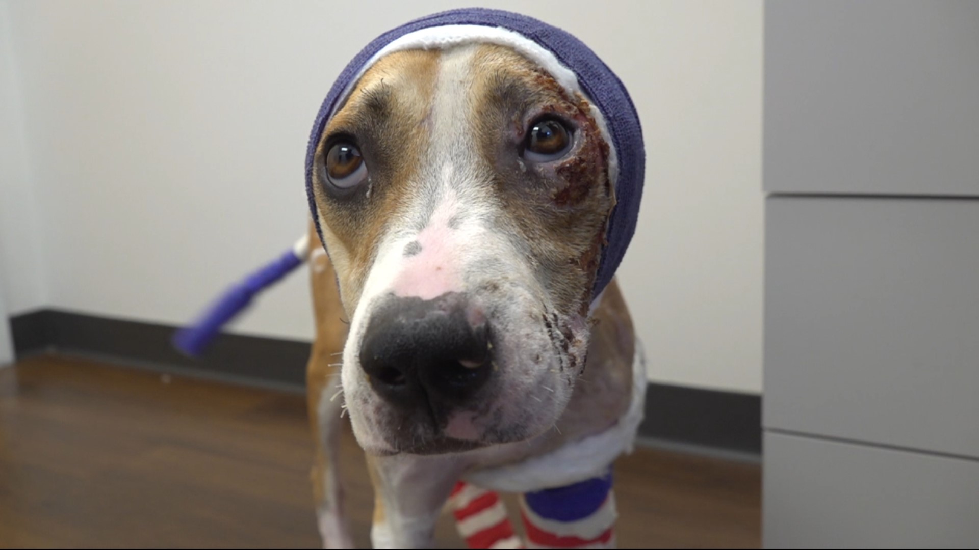 Burned dog 'Riona' to have surgery in coming days | localmemphis.com