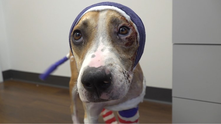 Riona the Dog, set on fire by her owner in June, will have innovative surgery to help heal her skin