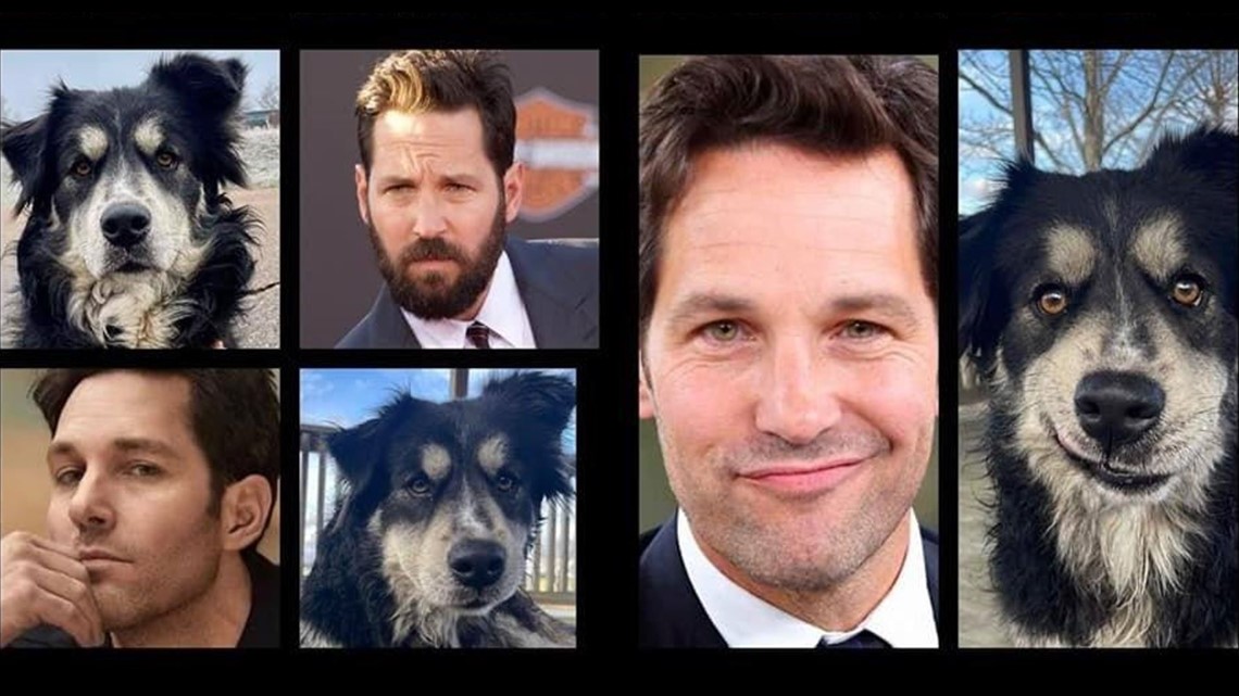 Pual Ruff Paul Rudd lookalike Pawl Ruff finds new fur-ever home | localmemphis.com