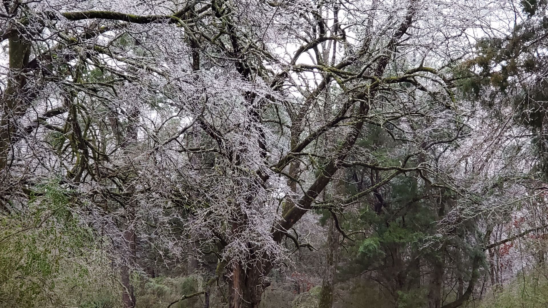 Memphis ice storm damage