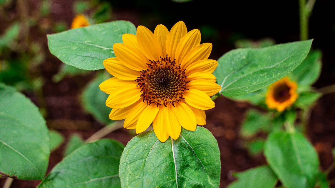 Sunflower garden exhibit opens at Memphis Museum