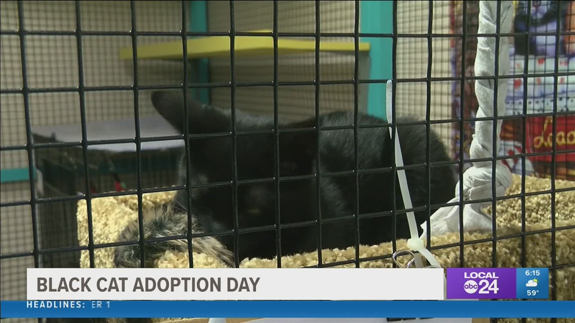 The Collierville Animal Shelter held a "Black Cat Adoption Day" to get eight kittens to their new homes.