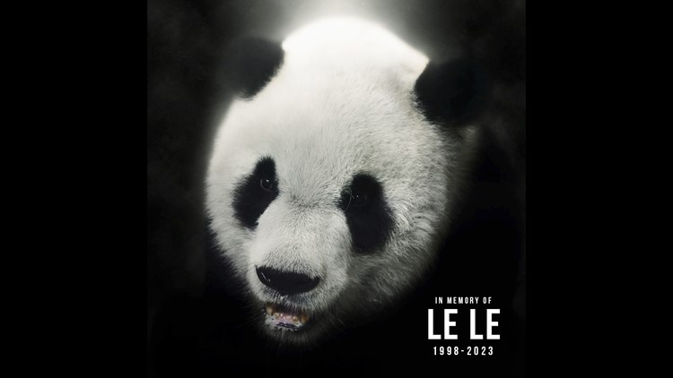 Le Le, Memphis Zoo panda, dies at 25