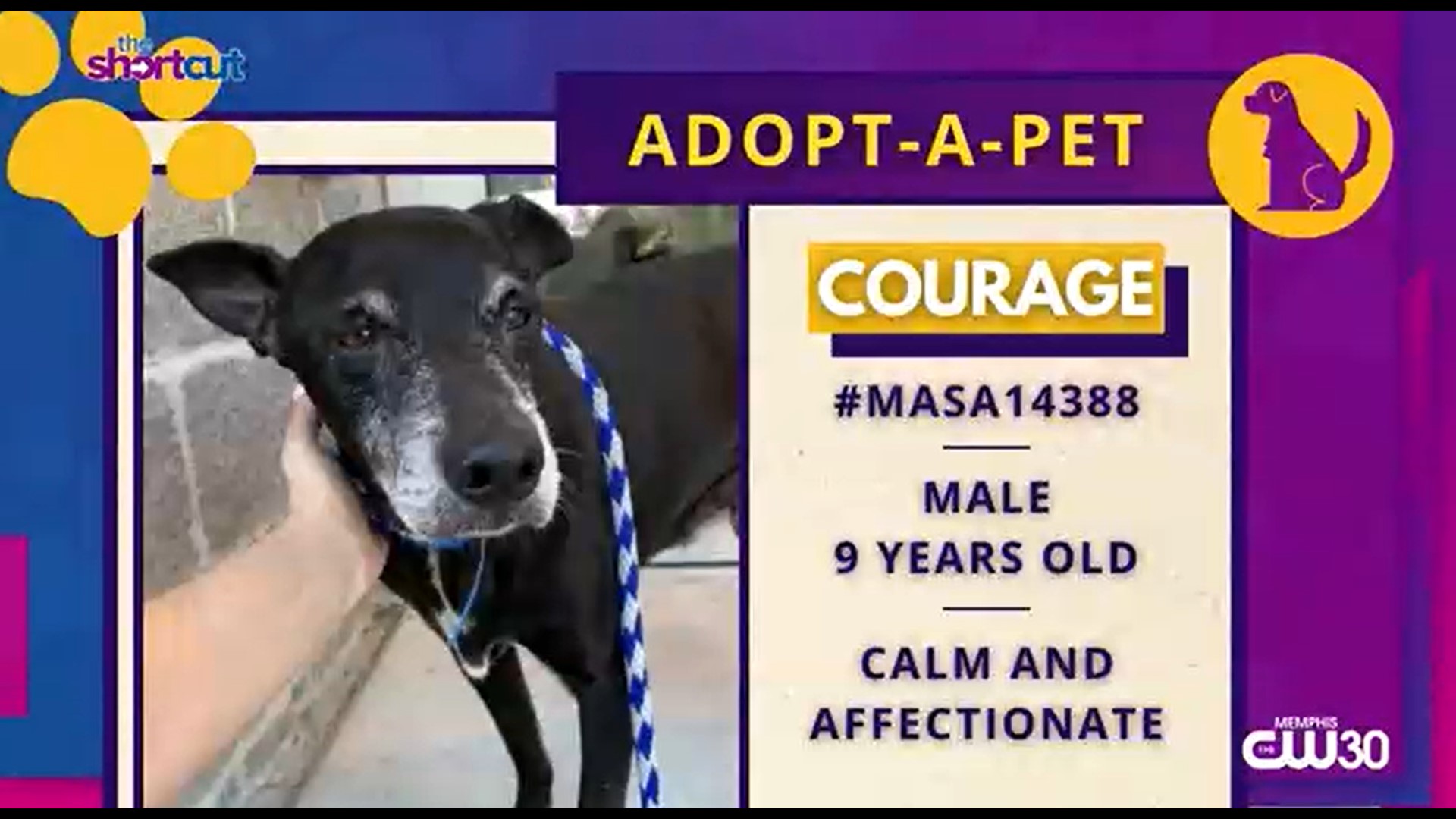 Whether you're looking to add a calm, adorable companion to your office life and/or relive your memories, come check out Courage at Memphis Animal Services today!