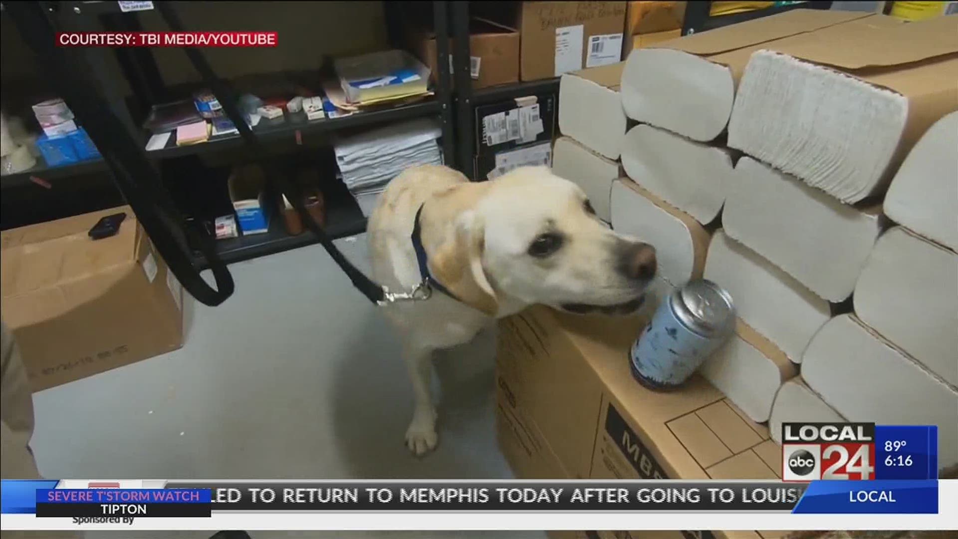 His name is Zeus, a 2-year-old, yellow Labrador Retriever who can sniff out electronic storage devices.