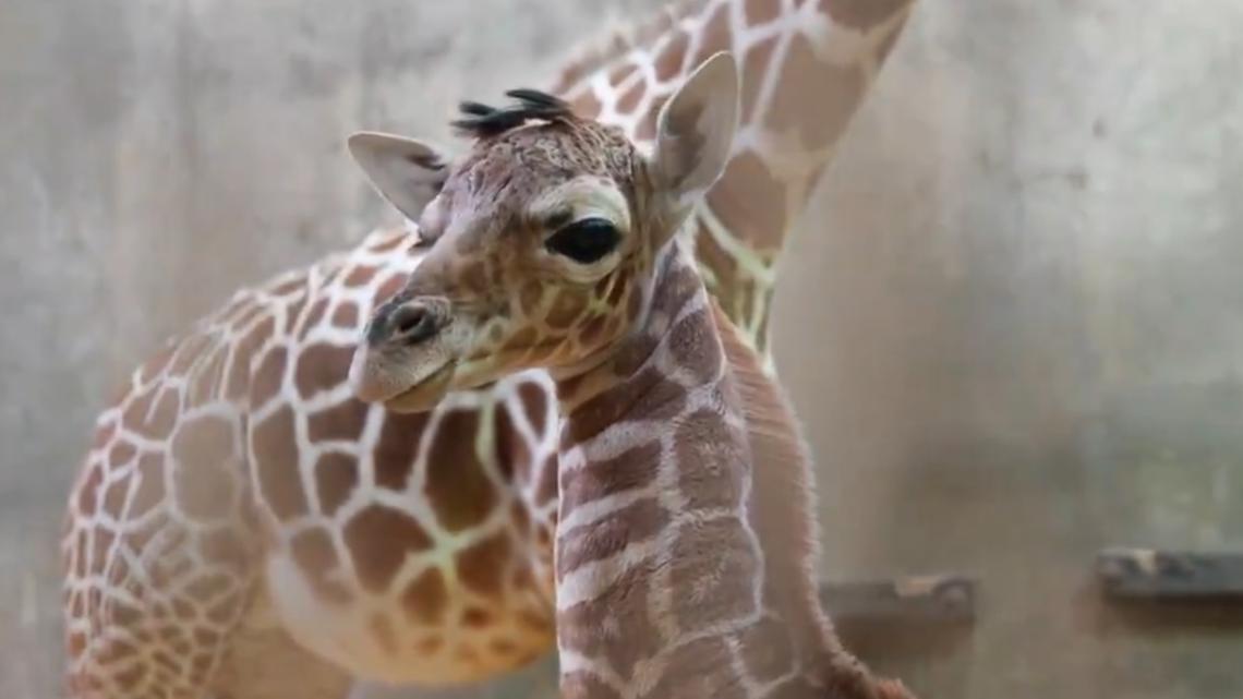 Memphis Zoo welcomes new baby giraffe